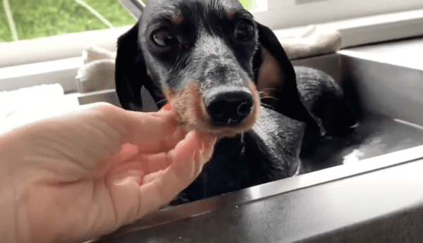 The Long-Haired Dachshund